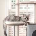 14 Cozy, Modern Cat Trees That Will Elevate Your Space