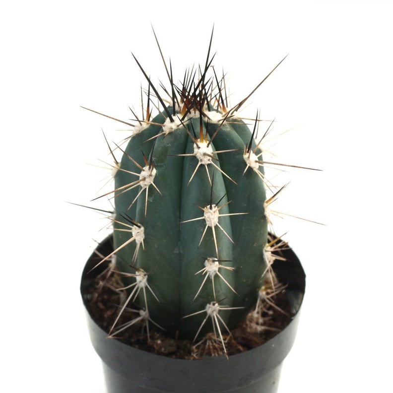 Stetsonia Coryne Toothpick Cactus