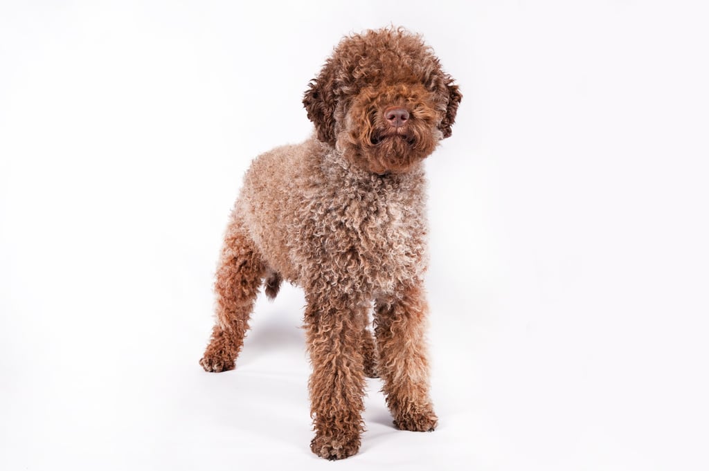 Lagotto Romagnolo