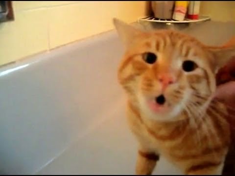 This bath-averse feline.