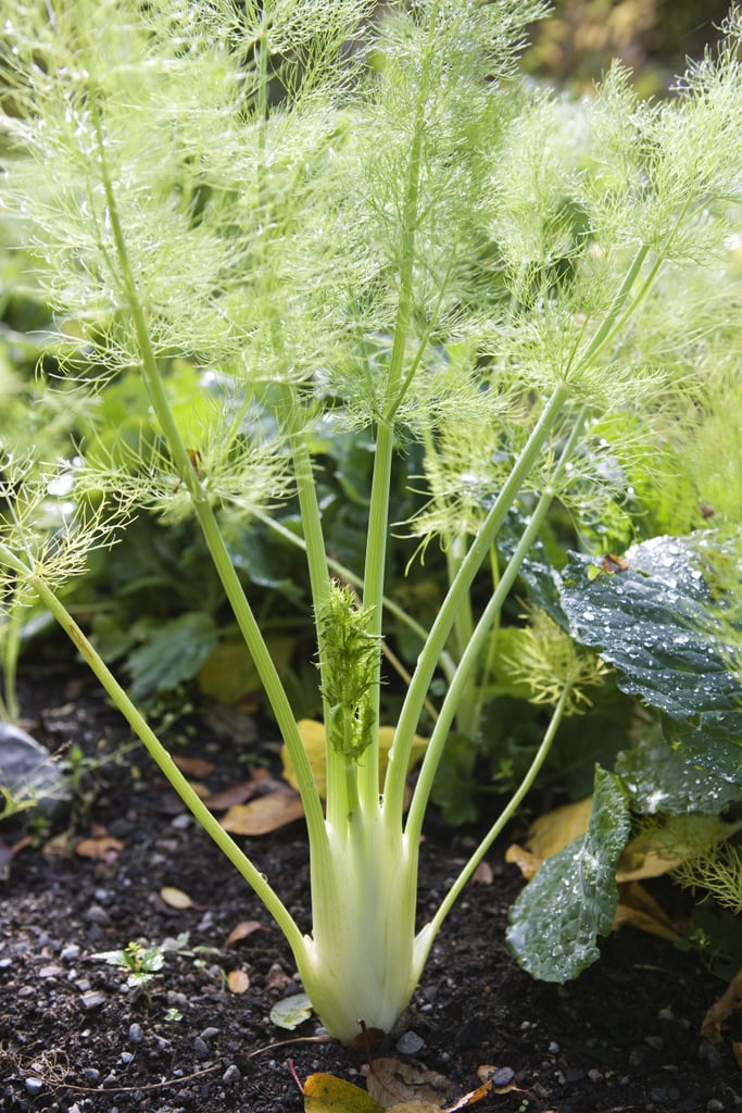 Fennel