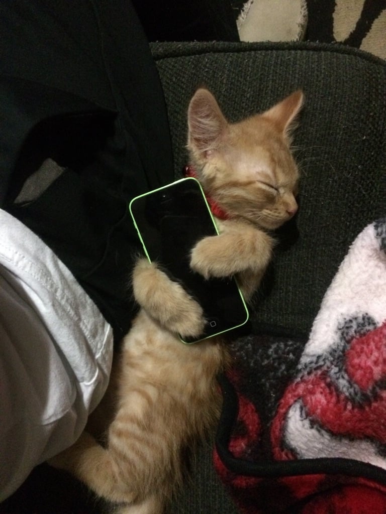 This kitty that's so attached to technology