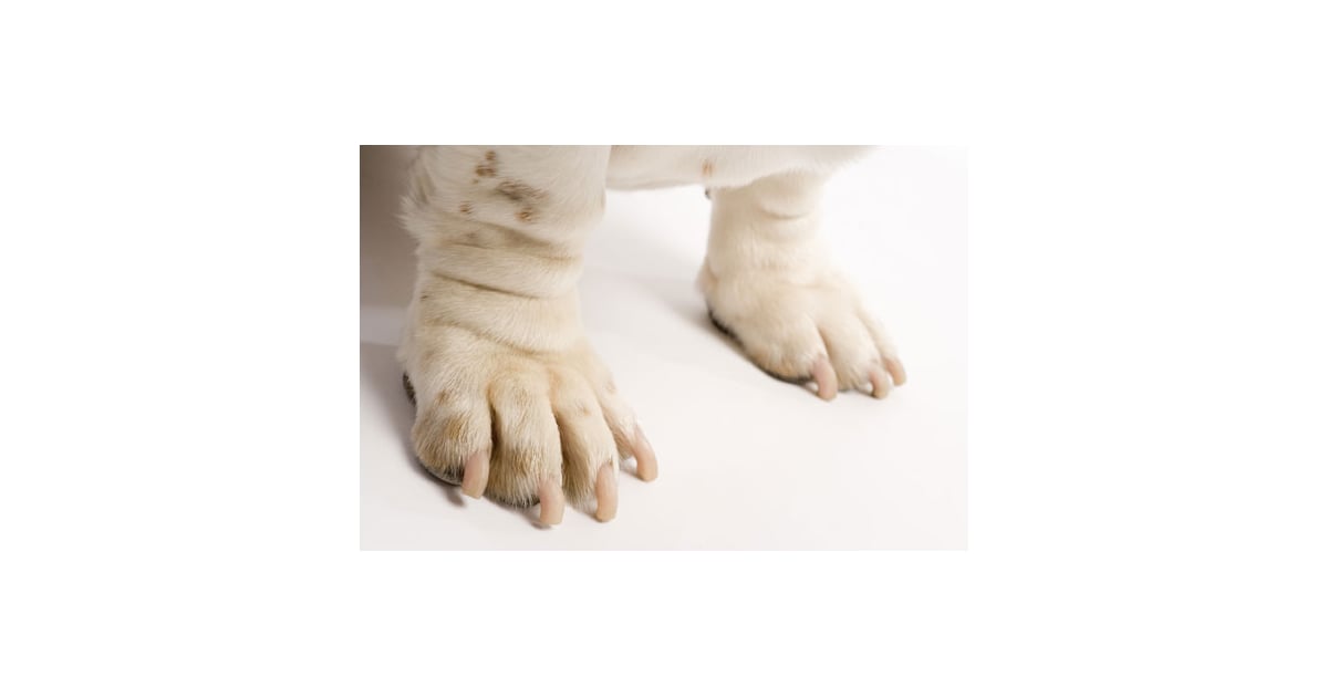 Epsom Salts Safe For Pets