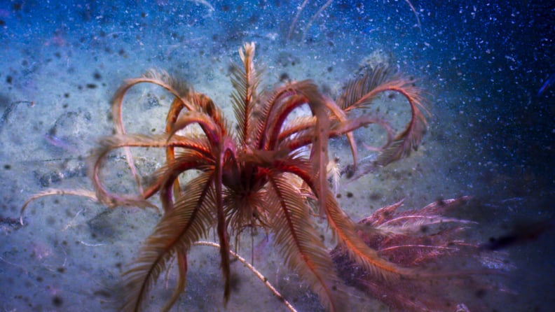 A feather star dancing in the Antarctic Sound.
