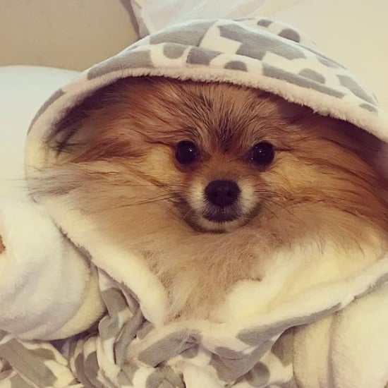 Cute Photos of Dogs Wearing Robes