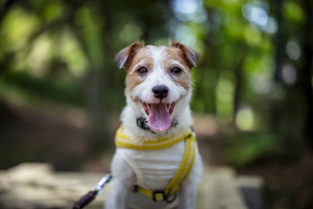 Jack Russell Terriers