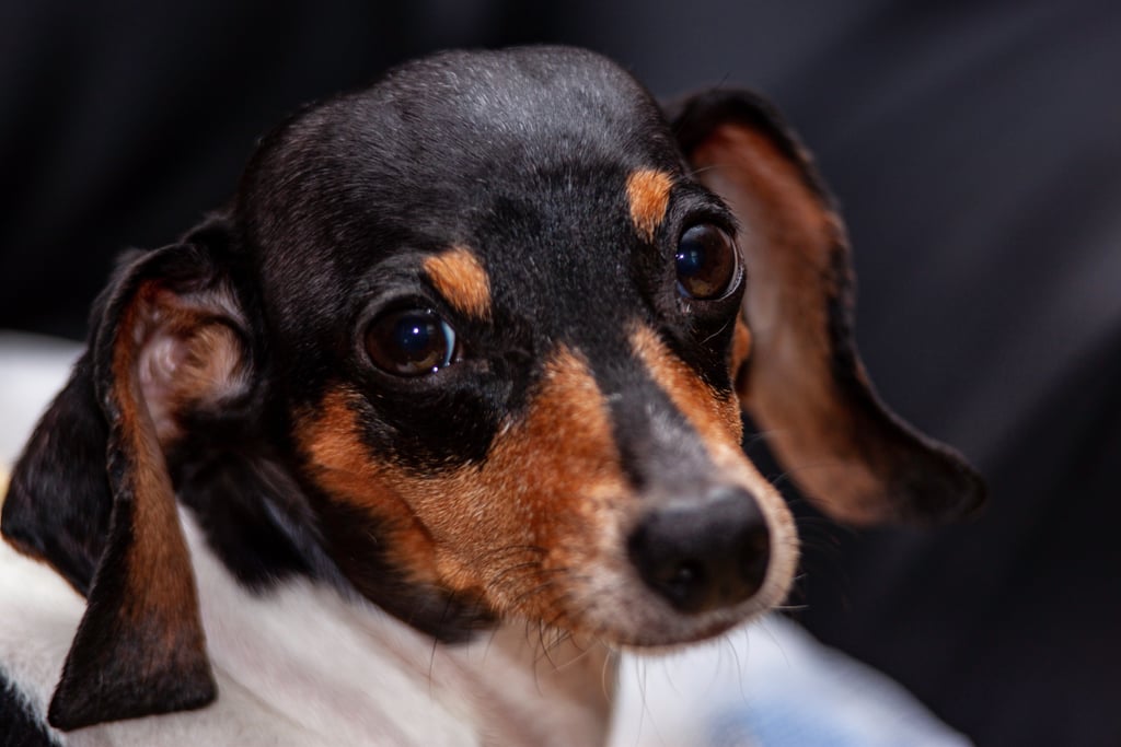 Cutest Dachshund Photos