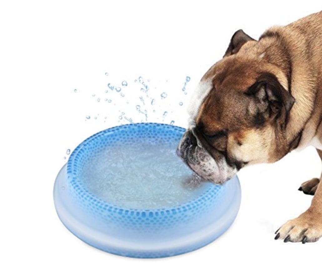 Cooling Water Bowls For Dogs POPSUGAR Family