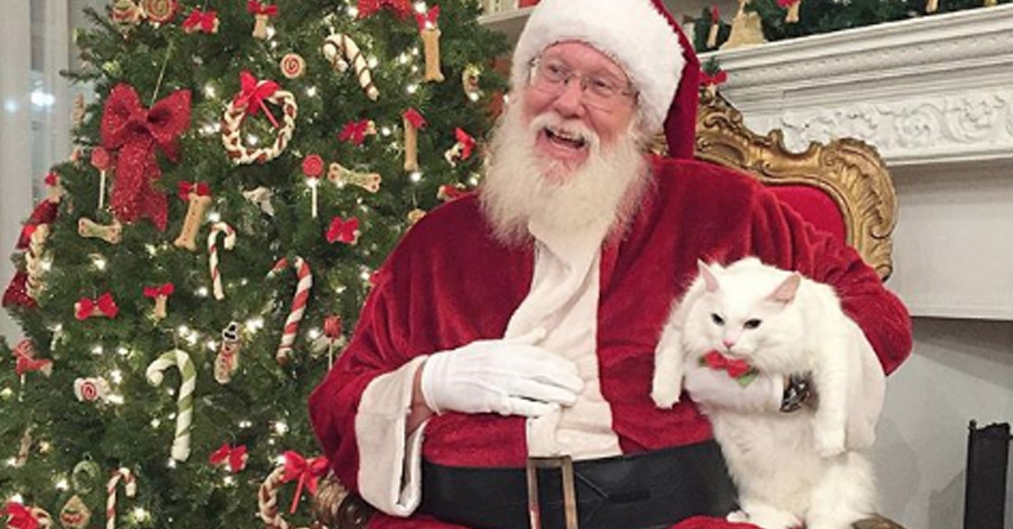 Santa with on sale cats