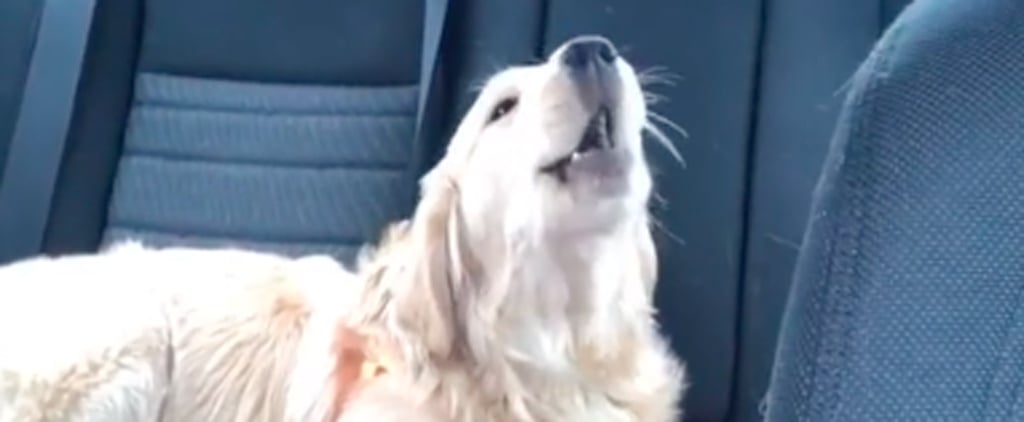 TikTok of Dog Singing to Olivia Rodrigo's "Drivers License"