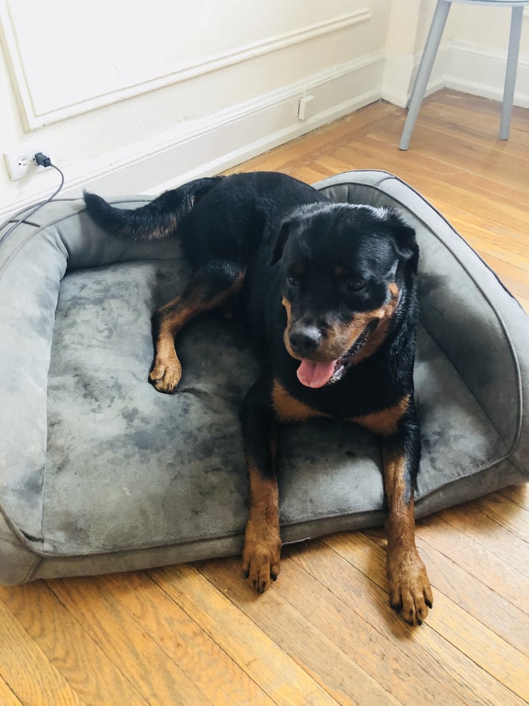 Ouai Pet Shampoo Review POPSUGAR Beauty