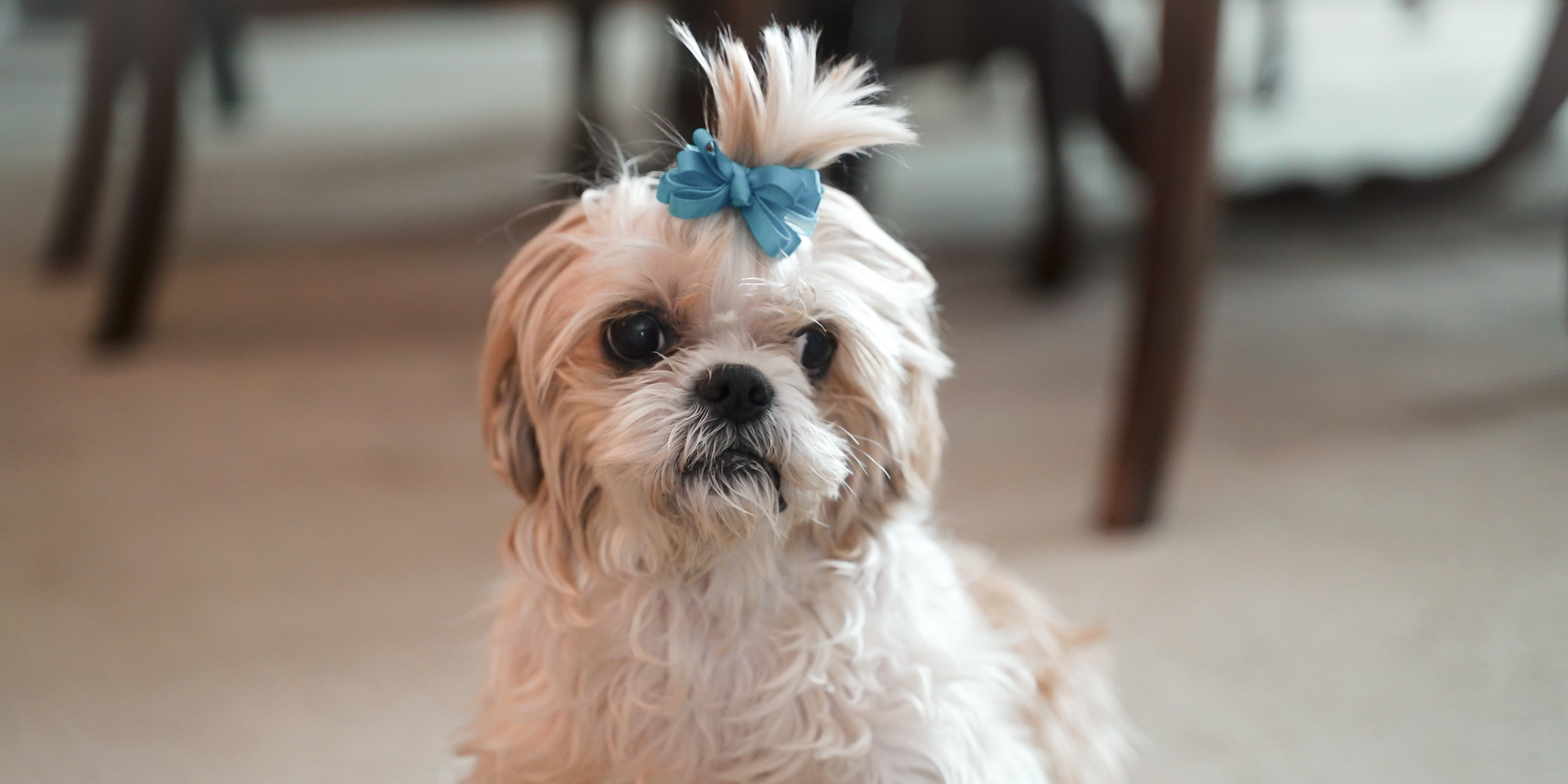 What Does My Dog's Tail Wagging Mean? POPSUGAR Pets