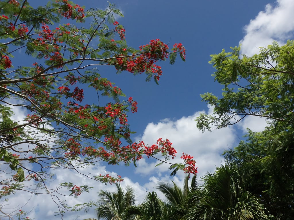 Stroll Through Tropical Gardens