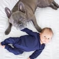 24 Photos of Frenchies With Babies That Will Cause You to Squeal in Delight