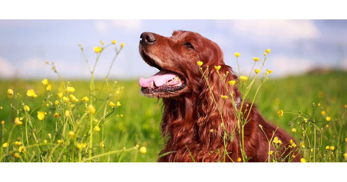 Facts About Irish Setters POPSUGAR Pets