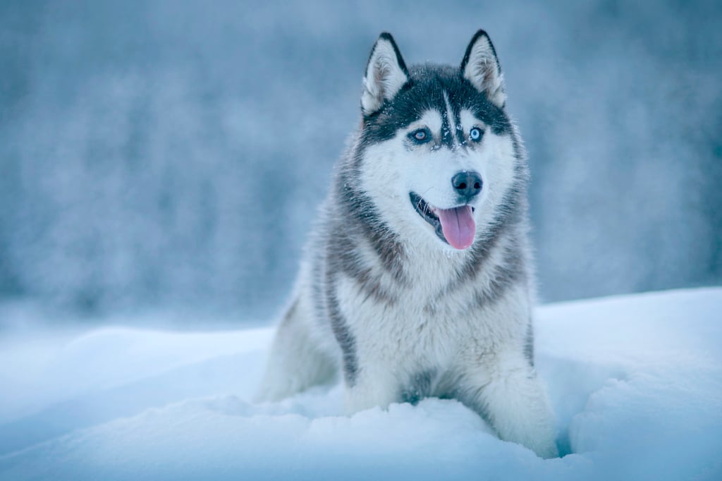 Cute Pictures of Huskies