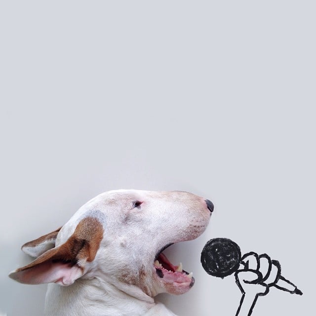 Bull Terrier Instagram Account