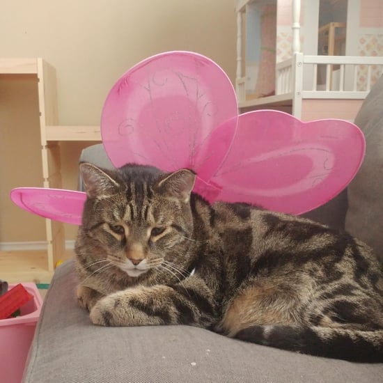 Dad Finds Cat in Fairy Wings
