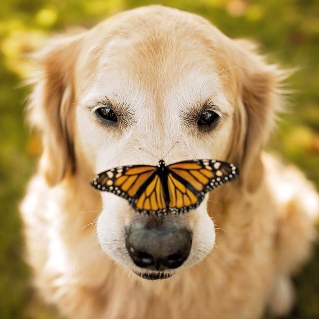 Butterfly!