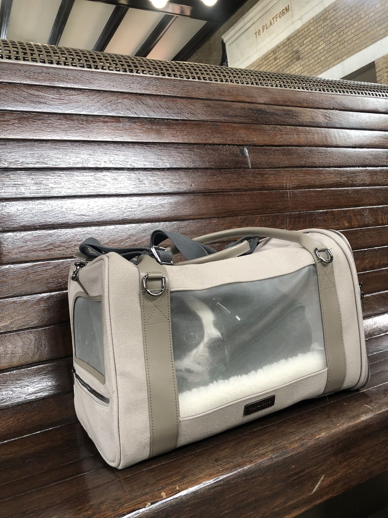 Beau’s First Impression of the Maxbone Global Citizen Pet Carrier Bag