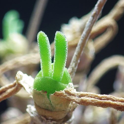 These Succulents Look Like Bunny Ears, and We're Obsessed