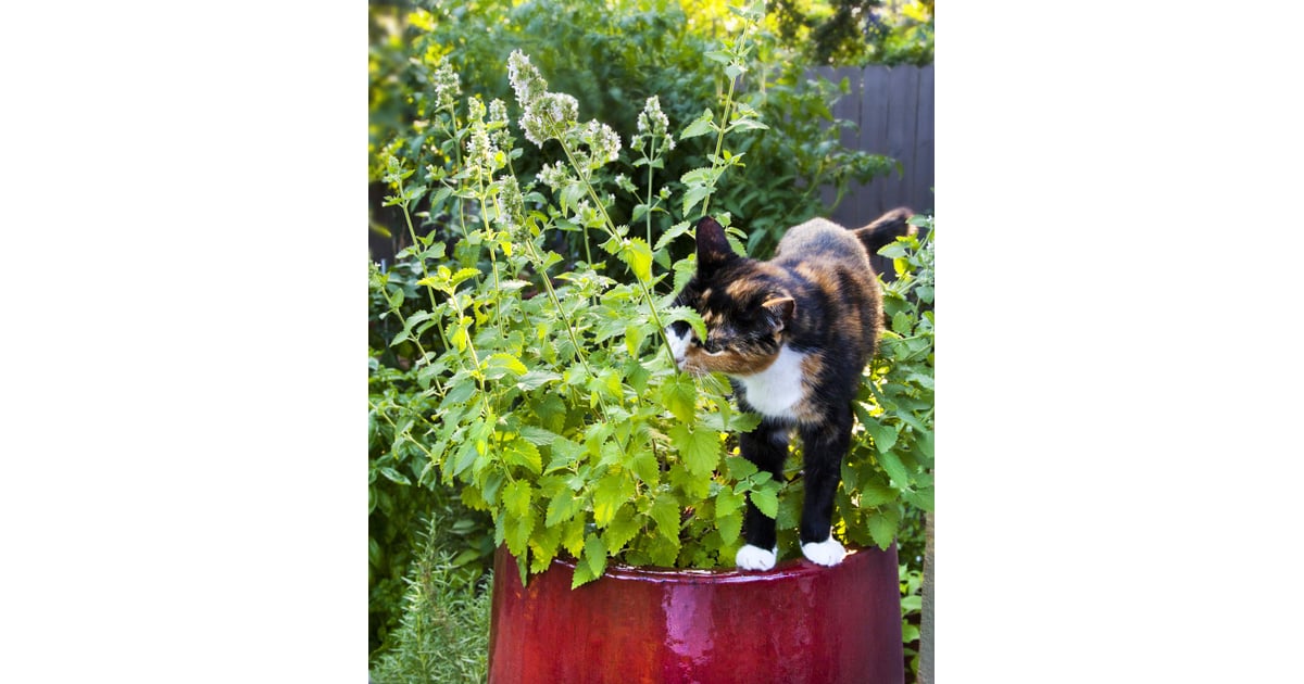 Catnip Houseplants That Are Safe For Cats to Eat POPSUGAR Family