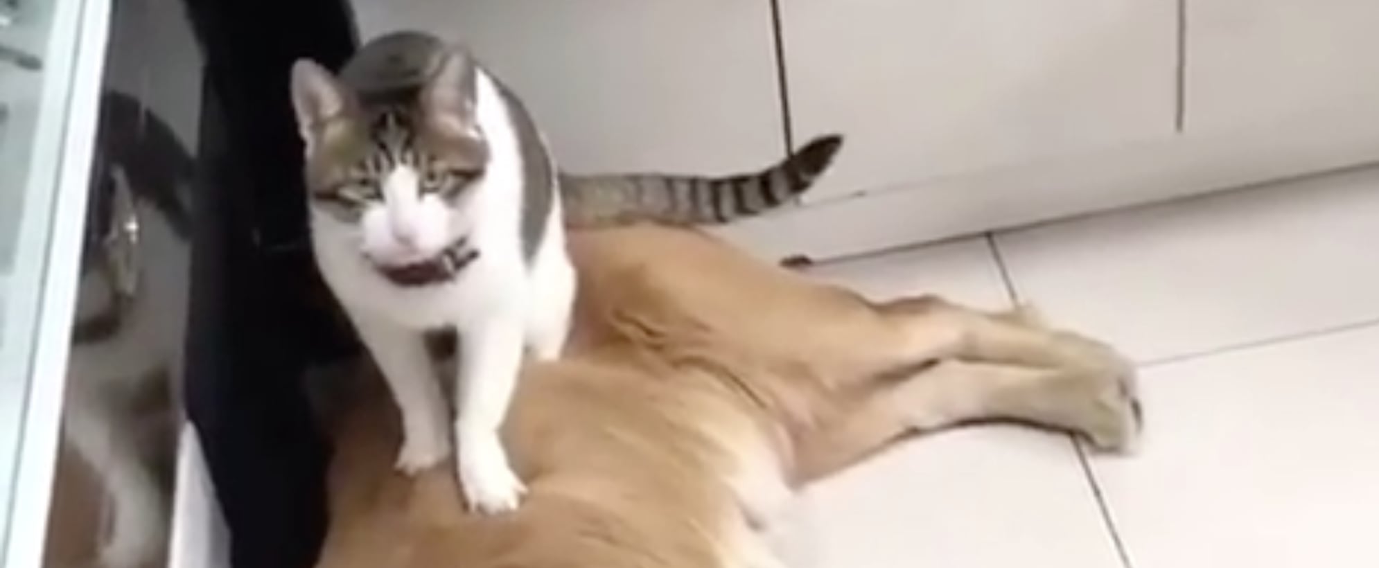 Golden Retriever S Reaction To A Cat Sitting On His Sibling Popsugar Family