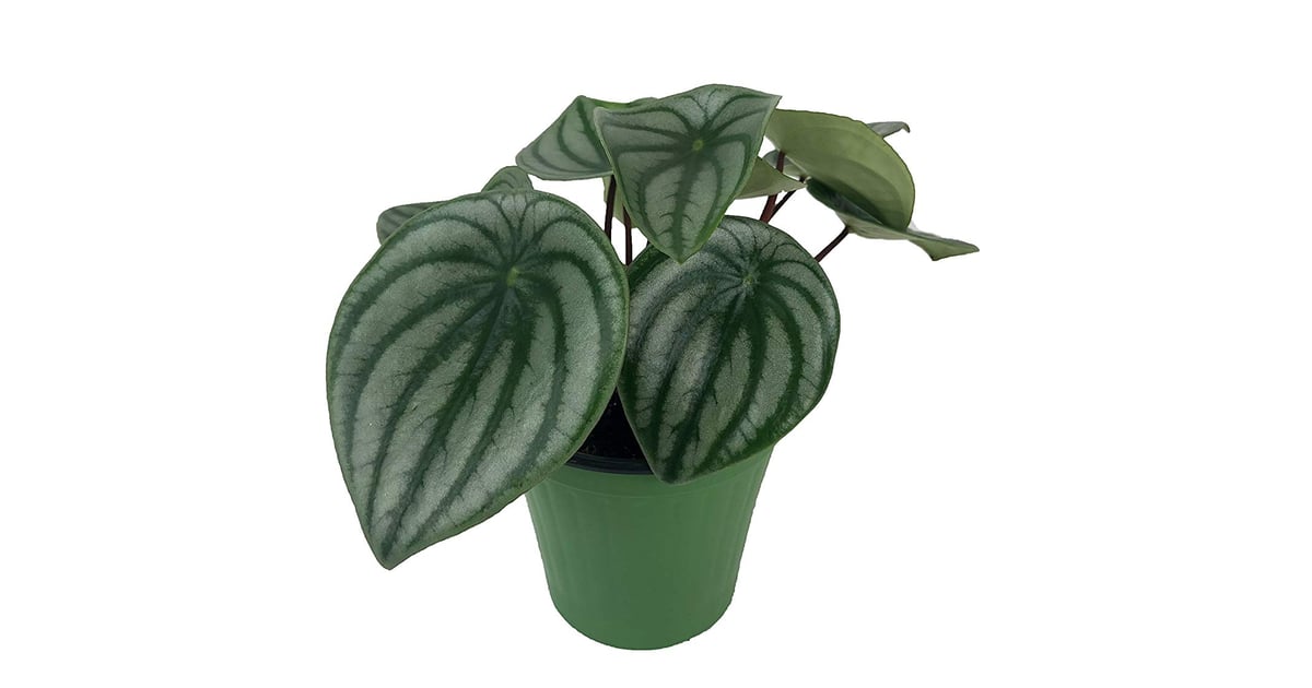 Watermelon Peperomia Best Indoor Hanging Plants POPSUGAR Home Photo 41