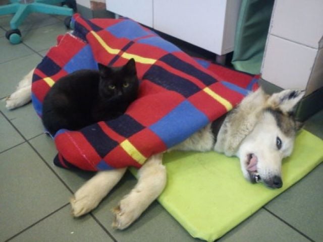 Polish Nurse Cat