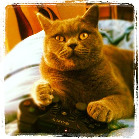 Cats Playing Video Games