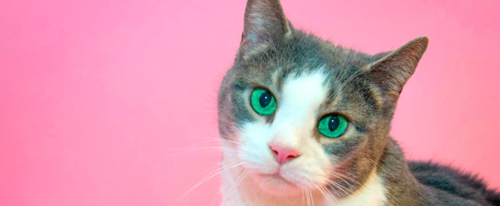 Cat Trapped in Attic For 13 Years Finds Home