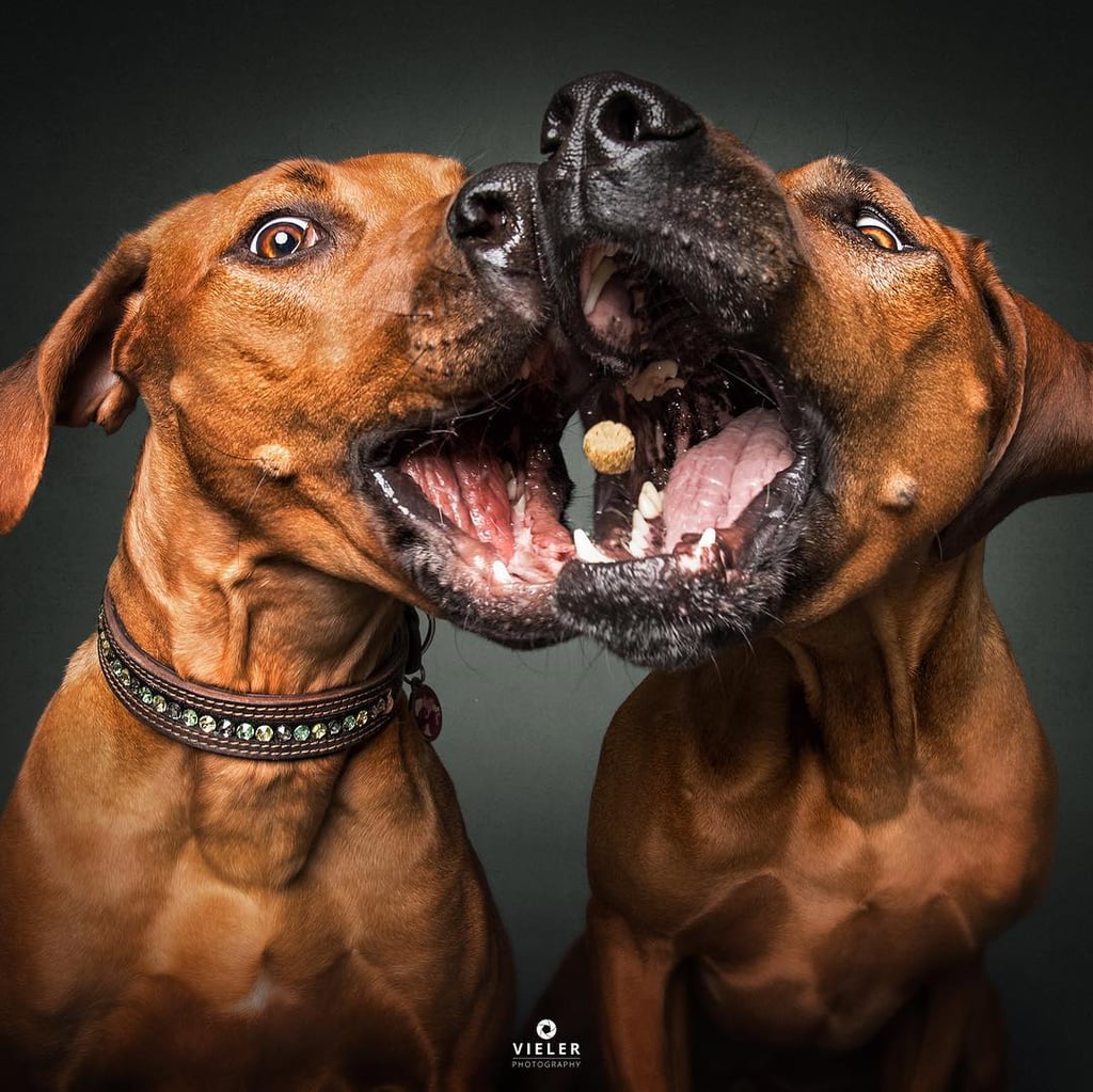 Dogs Catching Treats Photo Series