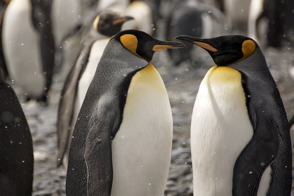Antarctica King Penguins
