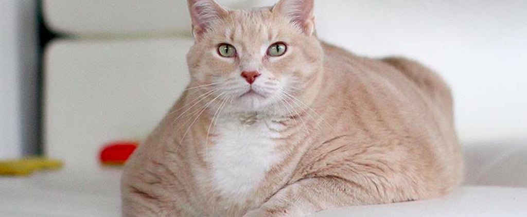 Photos of Bronson the 33-Pound Cat