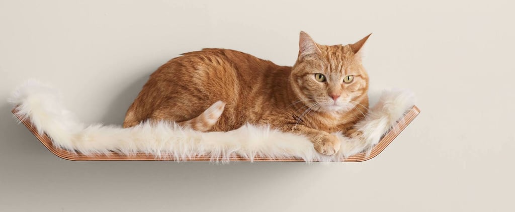 Stylish Cat Bed Shelf | Editor Review