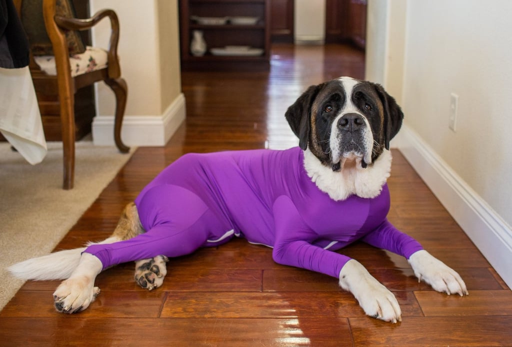 Shed-Defender-Dog-Leotards.jpg