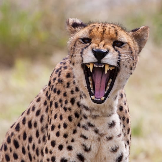 Mom Drops Son in Cheetah Exhibit