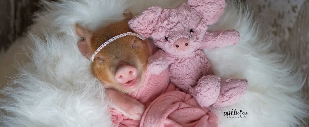 Adorable Newborn Piglet Photo Shoot Pictures