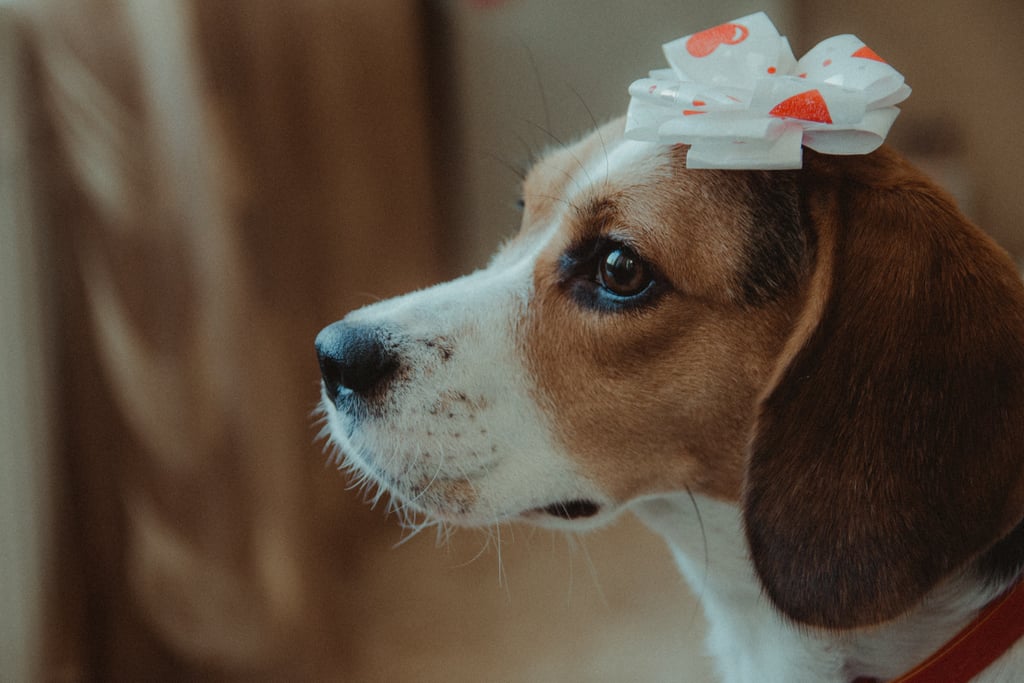 Cutest Pictures of Beagles