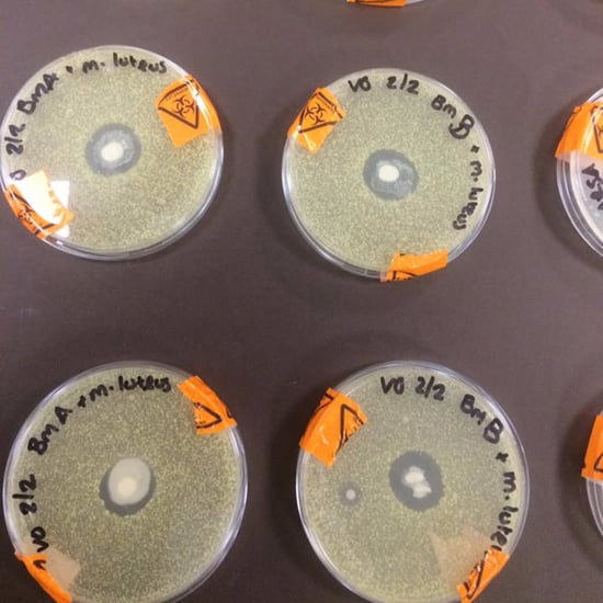 Science Experiment Showing Breast Milk Killing Bacteria