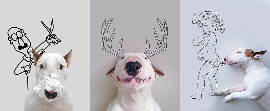 Bull Terrier Instagram Account