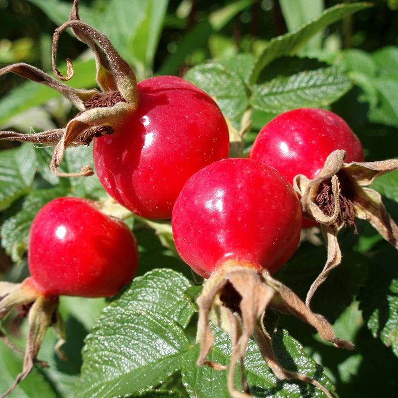 Rose Hips