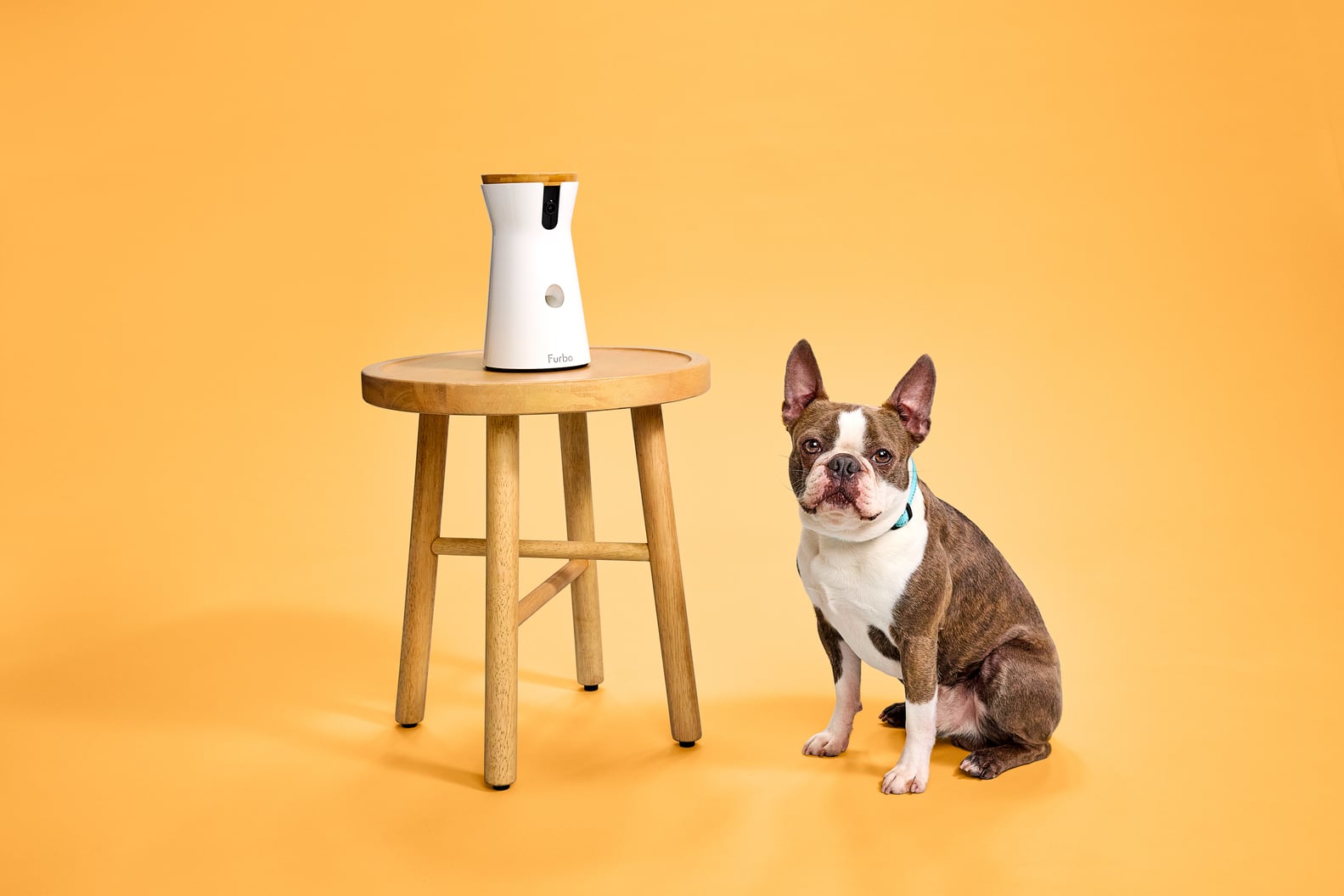 Best Pet Products on Amazon POPSUGAR Pets
