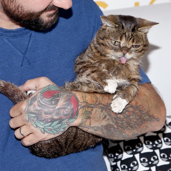Internet Sensation Lil Bub Has Died at 8 Years Old
