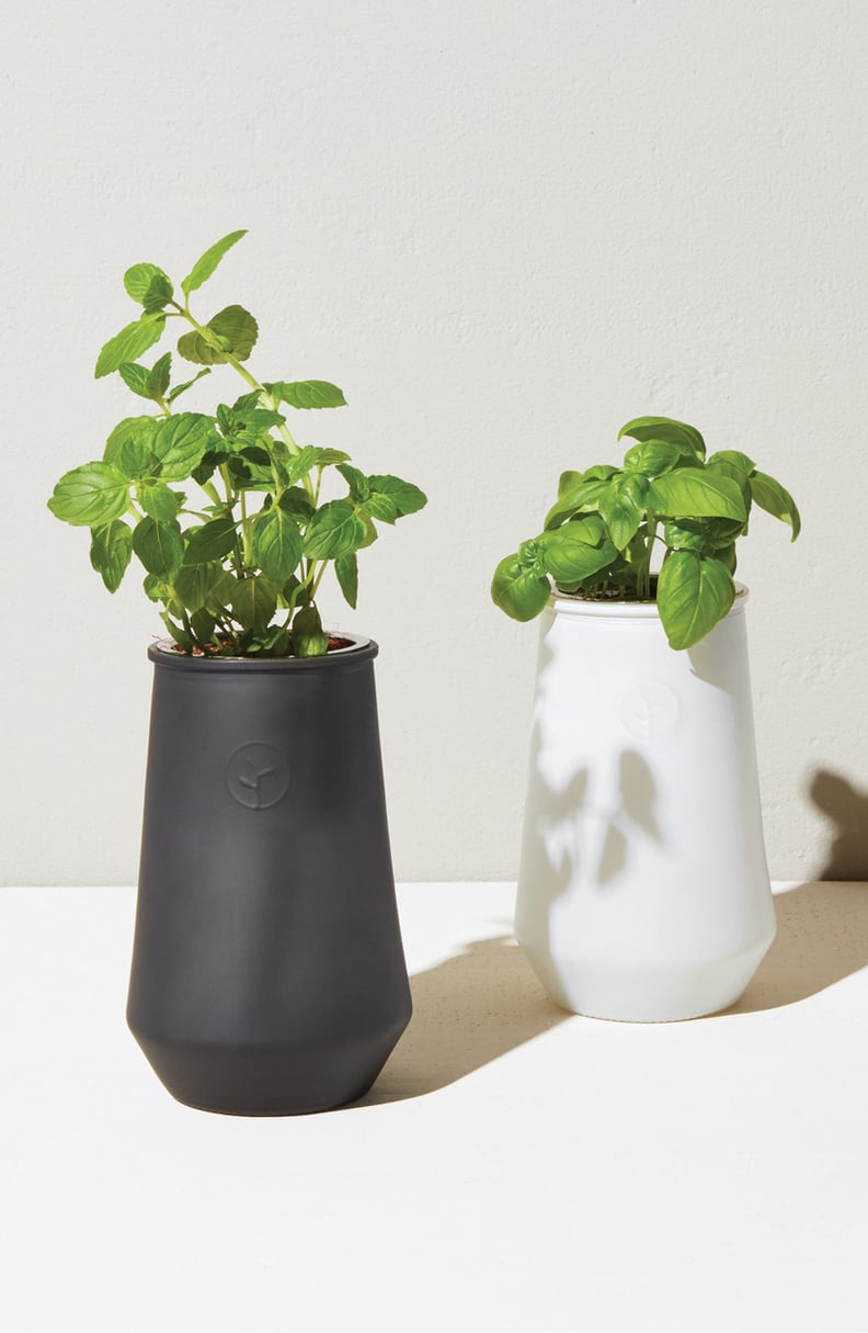 Modern Sprout Tapered Tumbler Basil Hydro Grow Kit