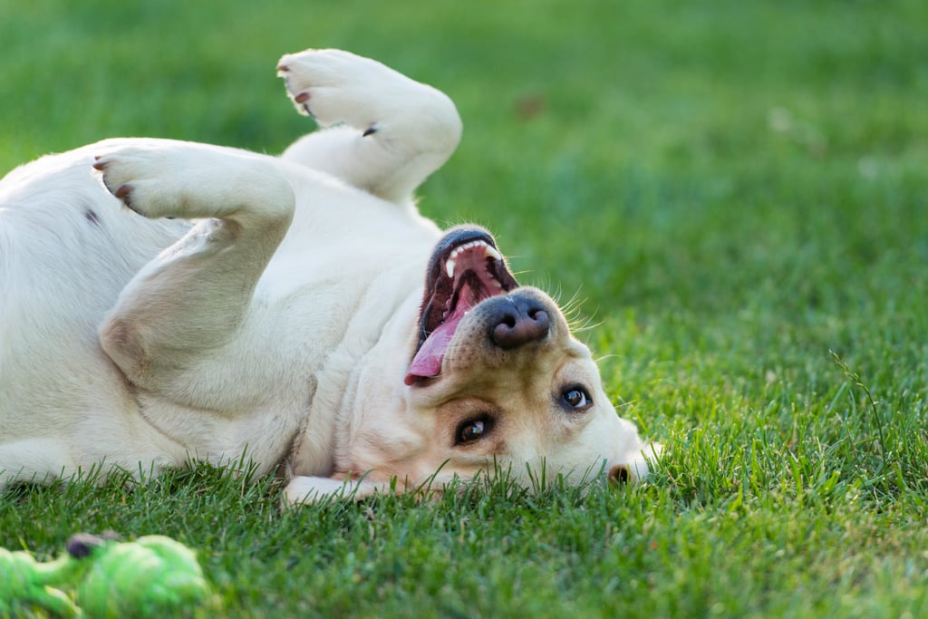 Pictures of Dogs Making Funny Faces