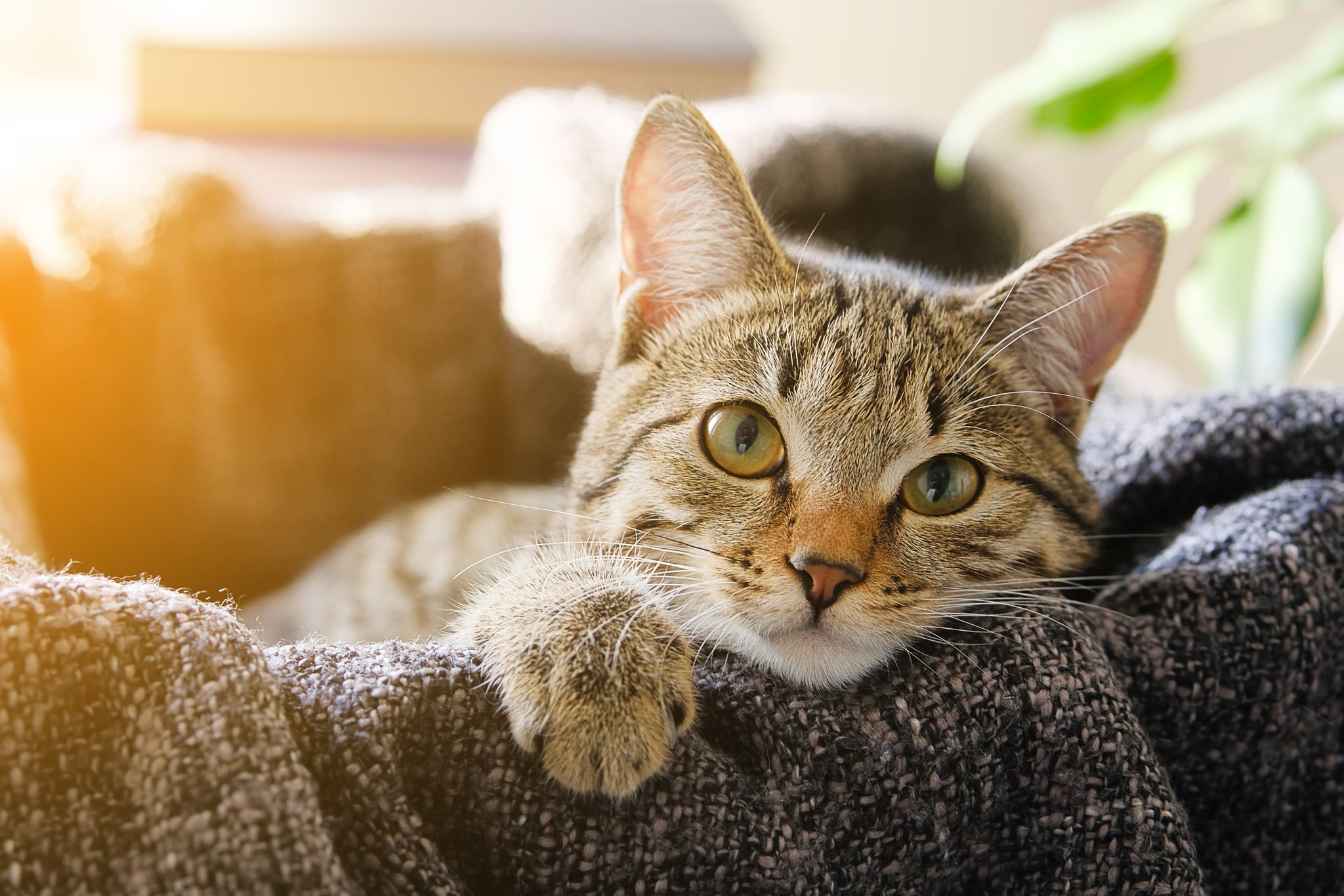 Domestic Cat Lies in a Basket with a Knitted Blanket, Looking At the Camera. Tinted Photo.