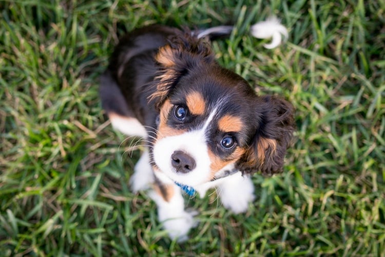 骑士查理王猎犬