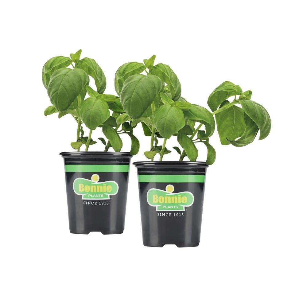 Bonnie Plants Sweet Basil Plants (Pack of 2)