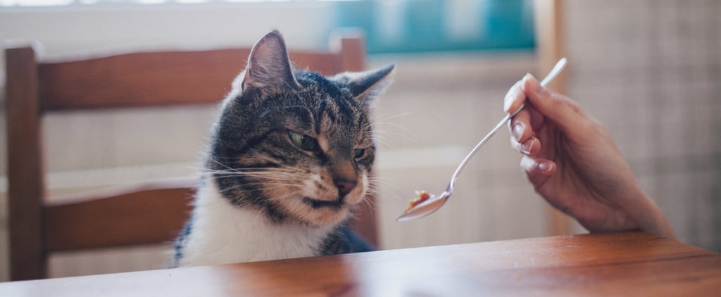 Why Has My Cat's Behavior Changed With Age?